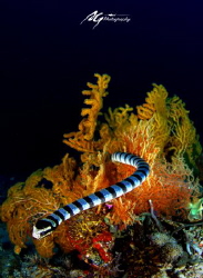 snake cross sea fan by Ag Hu 